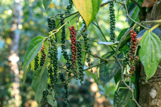 Spice Gardens